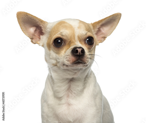Photo: Close-up of a Chihuahua looking away, isolated on white Close-up of a Chihuahua looking away, isolated on white