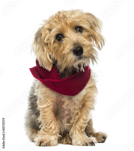 Photo: Front view of a Lucas terrier sitting, wearing a scarf, isolated Front view of a Lucas terrier sitting, wearing a scarf, isolated