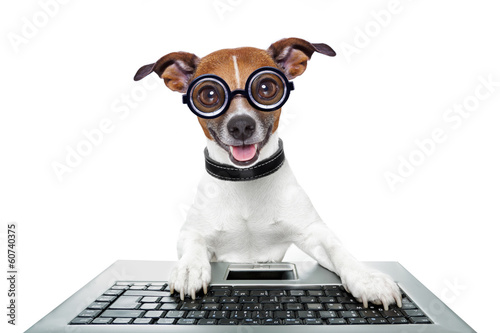 Photo: silly computer dog silly computer dog