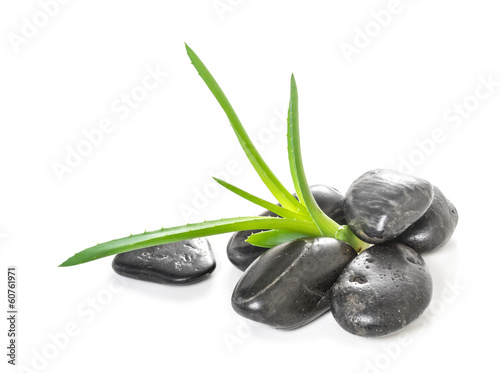 Photo: Aloe leaves and stones zen with drops of dew Aloe leaves and stones zen with drops of dew