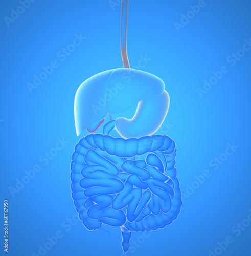 Illustration: Intestino raggi x apparato digerente Intestino raggi x apparato digerente