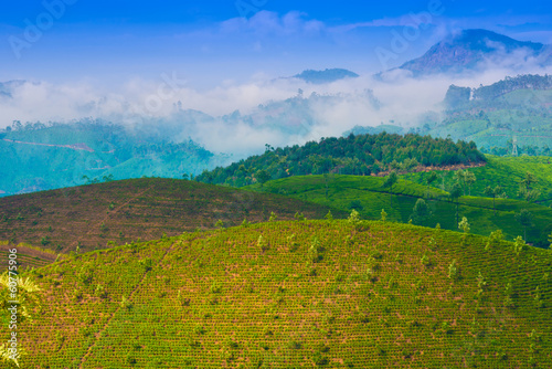 Photo: landscape tea plantation with young shoots of tea landscape tea plantation with young shoots of tea