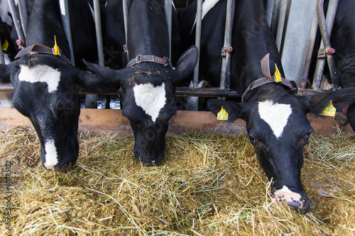 Photo: Cows on Farm Cows on Farm