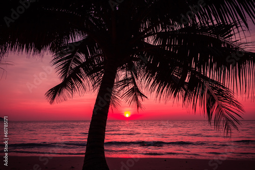 Photo: palm trees silhouette on sunset tropical beach. Tropical sunset palm trees silhouette on sunset tropical beach. Tropical sunset