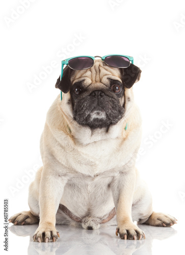 Photo: Pug dog with sunglasses Pug dog with sunglasses