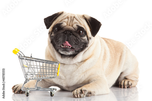 Photo: Pug dog with shopping cart isolated on white. Pug dog with shopping cart isolated on white.