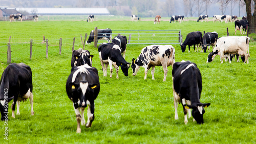 Photo: Cows on farmland Cows on farmland