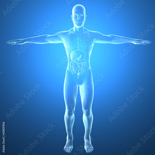 Illustration: Uomo intestino raggi x apparato digerente Uomo intestino raggi x apparato digerente