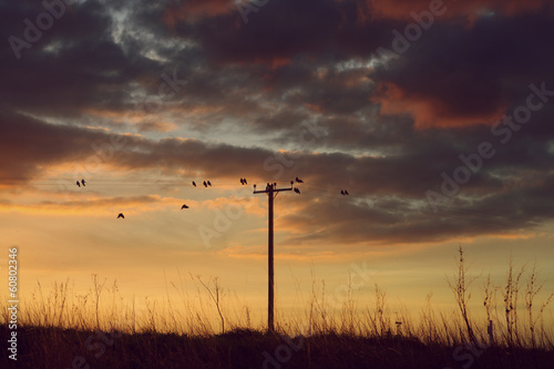 Photo: birds telephone line birds telephone line