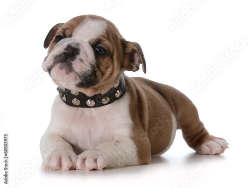 Photo: bulldog puppy bulldog puppy
