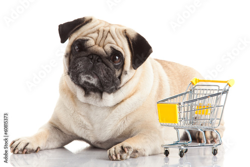 Photo: Pug dog with shopping cart isolated on white. Pug dog with shopping cart isolated on white.