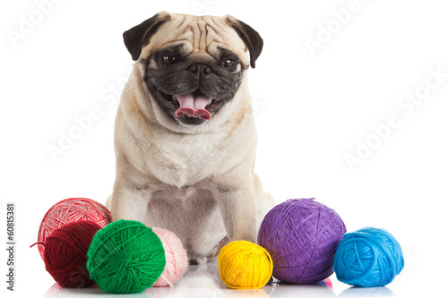 Photo: a pug dog isolated on a white background a pug dog isolated on a white background
