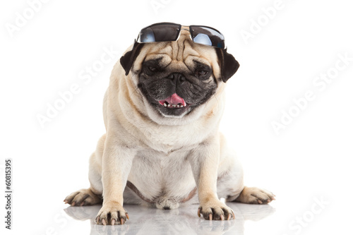 Photo: Pug dog with sunglasses Pug dog with sunglasses