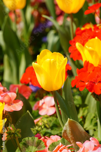 Photo: vivid flowers vivid flowers