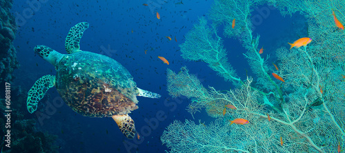 Photo: Hawksbill sea turtle (Eretmochelys imbricata) Hawksbill sea turtle (Eretmochelys imbricata)