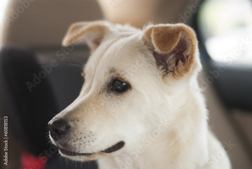 Photo: 雑種犬 雑種犬