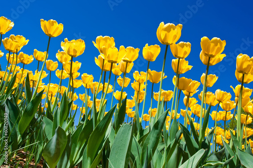 Photo: Tulip flowers Tulip flowers