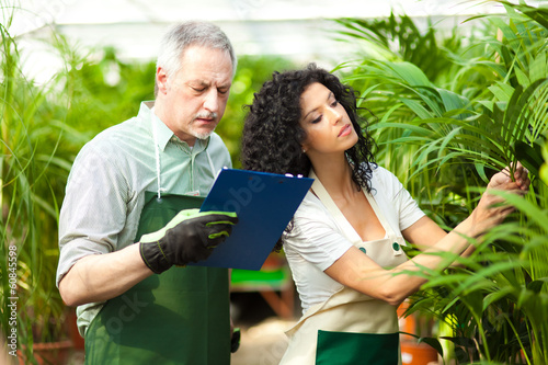 Photo: Workers examining plants in a greenhouse Workers examining plants in a greenhouse