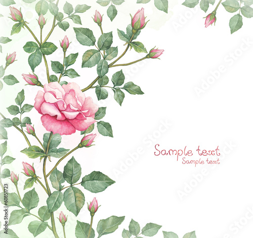 Illustration: Watercolor illustration of rose flower Watercolor illustration of rose flower