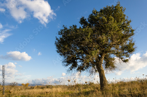 Photo: Quercia solitaria in Sardegna Quercia solitaria in Sardegna