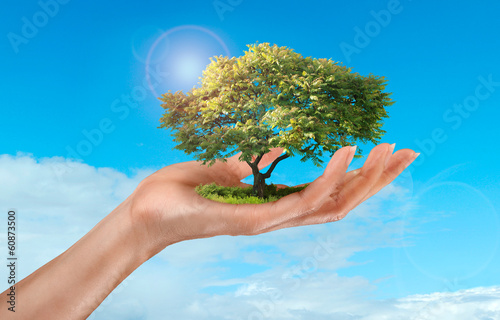 Photo: a woman's hand holding a tree on sky background a woman's hand holding a tree on sky background