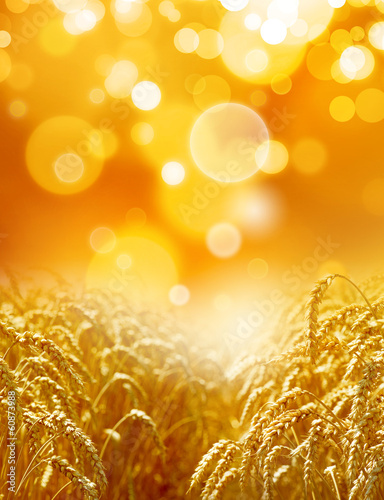 Photo: dream field dream field