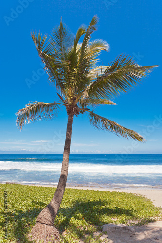 Photo: cocotier sur plage de Grande Anse, Réunion cocotier sur plage de Grande Anse, Réunion