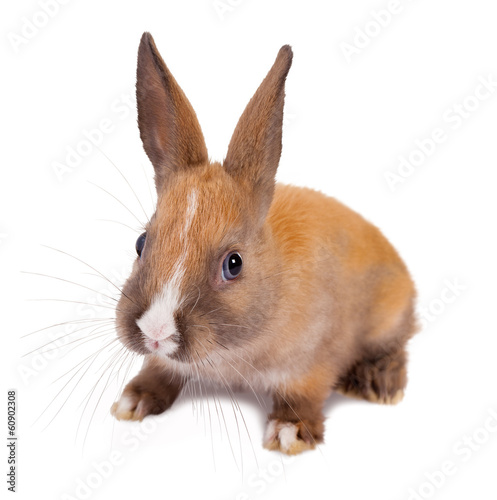 Photo: Rabbit whiskers Rabbit whiskers