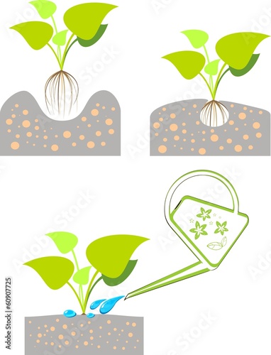 Vector: Illustration of planting plants in the ground Illustration of planting plants in the ground