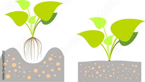 Vector: Illustration of planting plants in the ground Illustration of planting plants in the ground