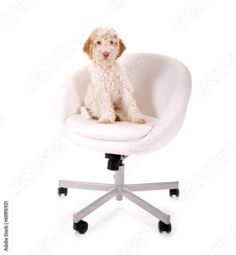 Photo: Chef-Hund Chef-Hund