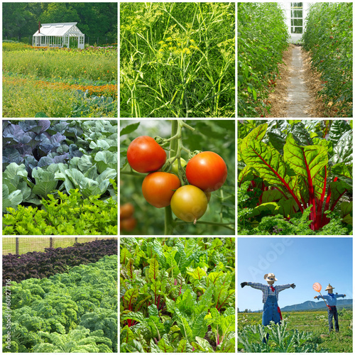 Photo: Vegetable garden Vegetable garden