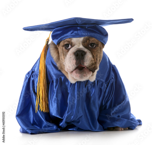 Photo: puppy obedience puppy obedience