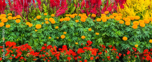 Photo: delightful flower bed in the summer park delightful flower bed in the summer park