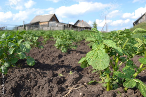 Photo: Огород Огород