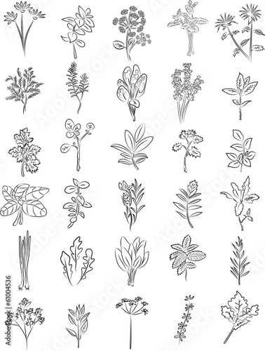 Vector: Fresh herbs Fresh herbs