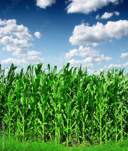 Photo: Corn Field Corn Field