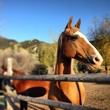 horses at ranch horses at ranch