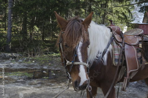 Photo: Horse riding club in Borovetz resort. Rila mountain, Bulgaria Horse riding club in Borovetz resort. Rila mountain, Bulgaria