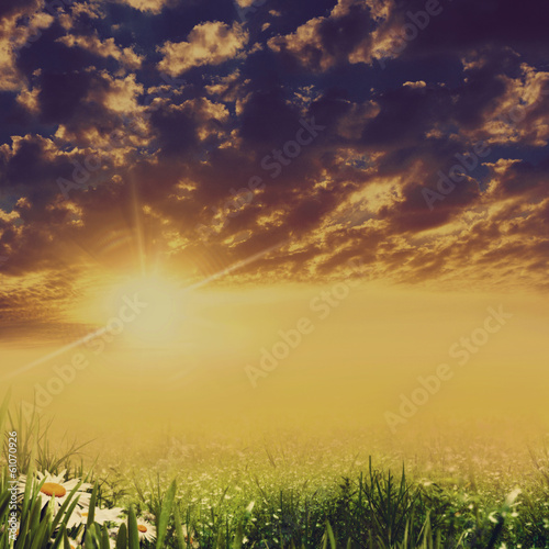 Photo: Dramatic landscape with beauty daisy flowers Dramatic landscape with beauty daisy flowers