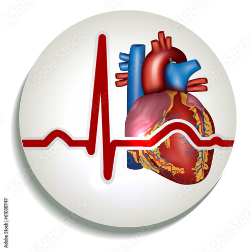 Vector: Human heart rhythm icon Human heart rhythm icon