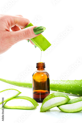 Photo: aloe vera aloe vera