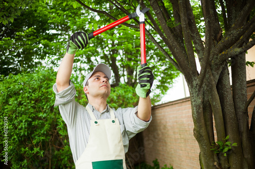 Photo: Gardener pruning a tree Gardener pruning a tree
