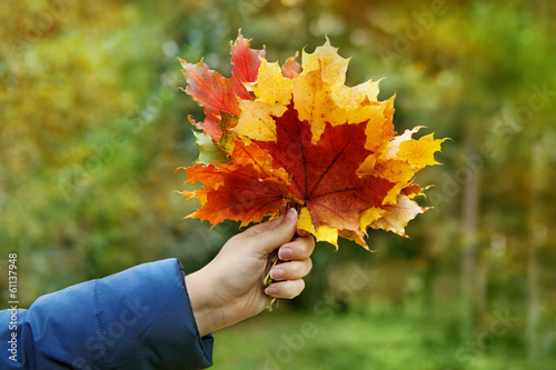 Photo: leafs leafs