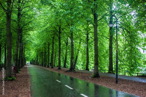 Photo: Alley with trees in Muenster, Germany Alley with trees in Muenster, Germany