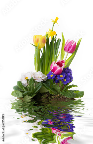Photo: Frühlingsboten Frühlingsboten