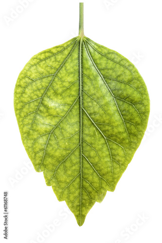 Photo: green leaf green leaf