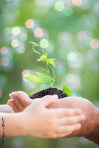 Photo: Young plant in hands against green background Young plant in hands against green background
