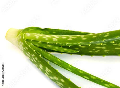 Photo: aloe vera leaf . aloe vera leaf .