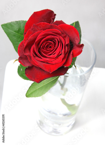 Photo: Red rose Red rose